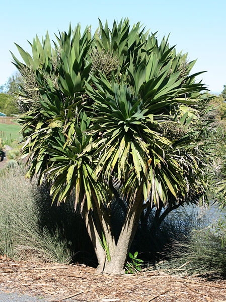 Cordyline obtecta